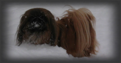 пекинес в снегу и жара фото