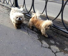 фото двух пекинесов на улице